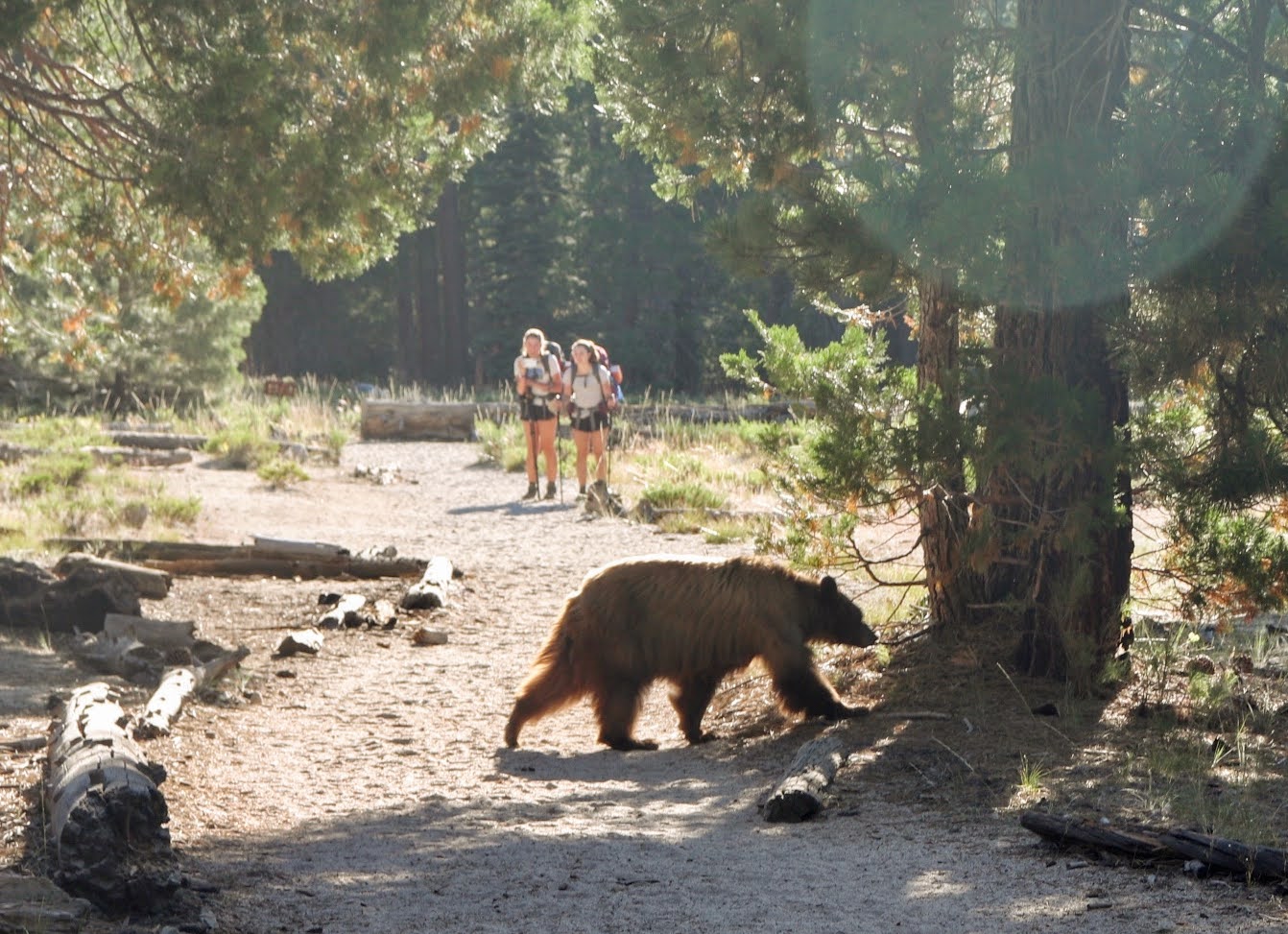 Black Bear